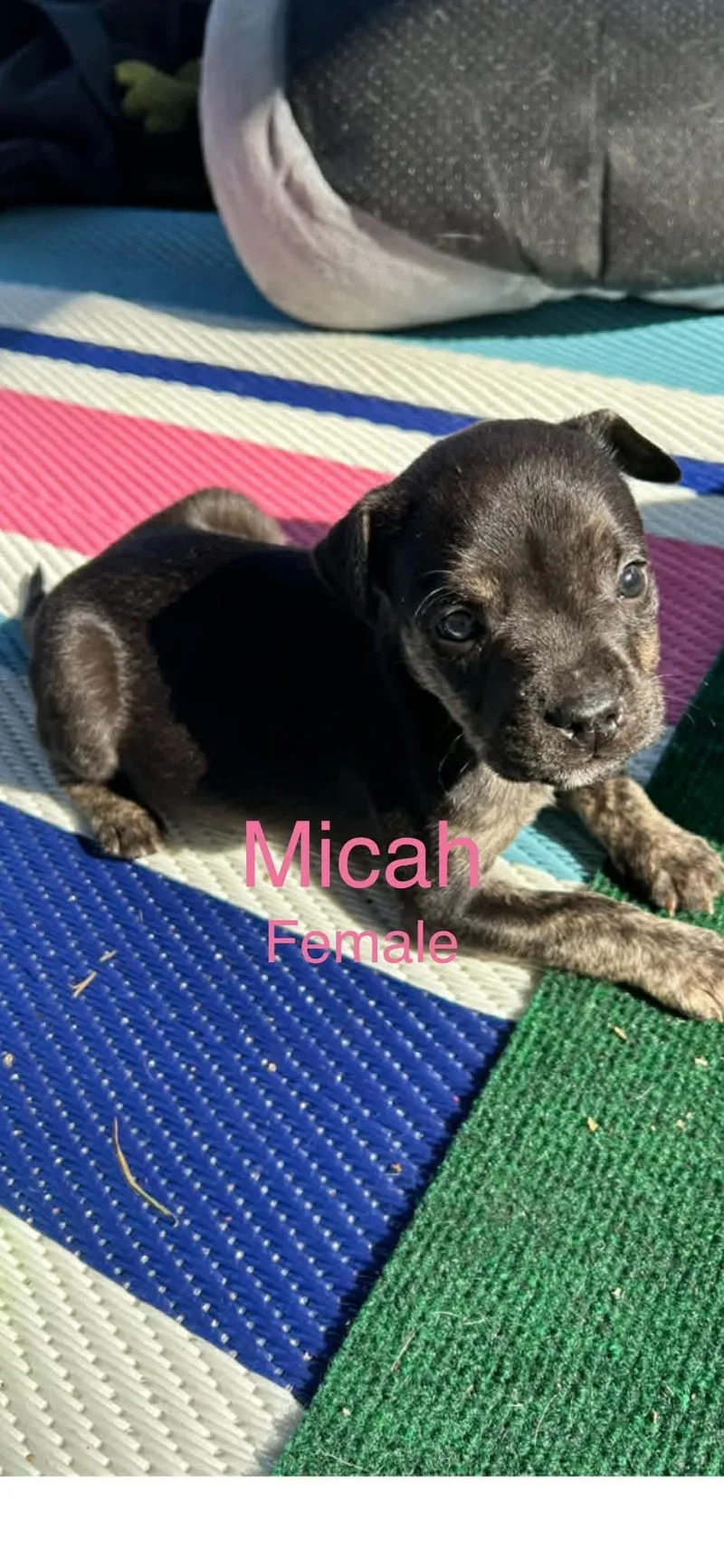A baby medium-sized female Mixed Breed dog named Micah for adoption in Harrodsburg, KY