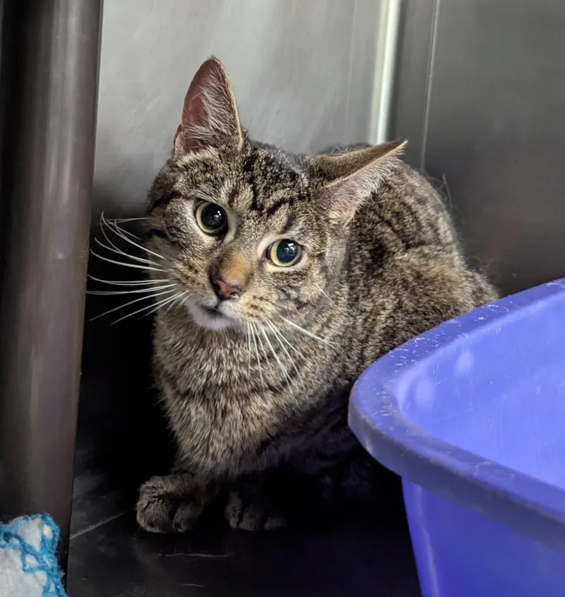 A young medium-sized female Domestic Short Hair cat named Delaware for adoption in La Porte, IN