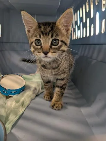 A baby small-sized male Domestic Short Hair cat named Figaro for adoption in San Martin, CA