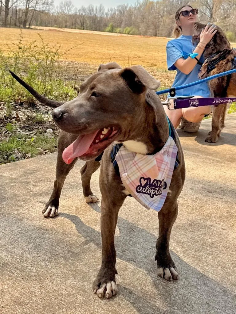 A young large-sized male American Staffordshire Terrier dog named Travis for adoption in Princeton, MA