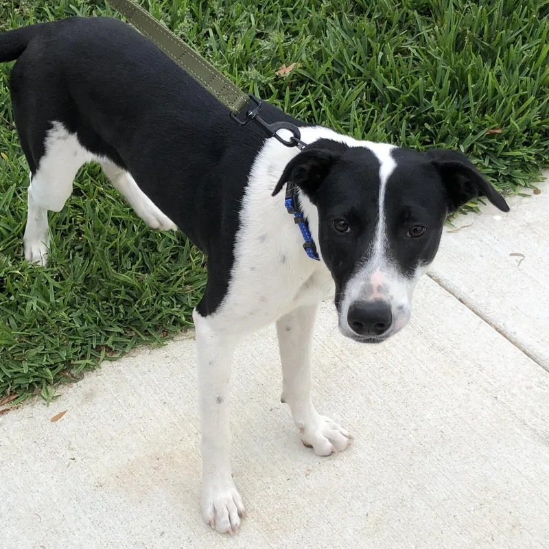 A young medium-sized female Harlequin Terrier dog named Candy for adoption in Conroe, TX