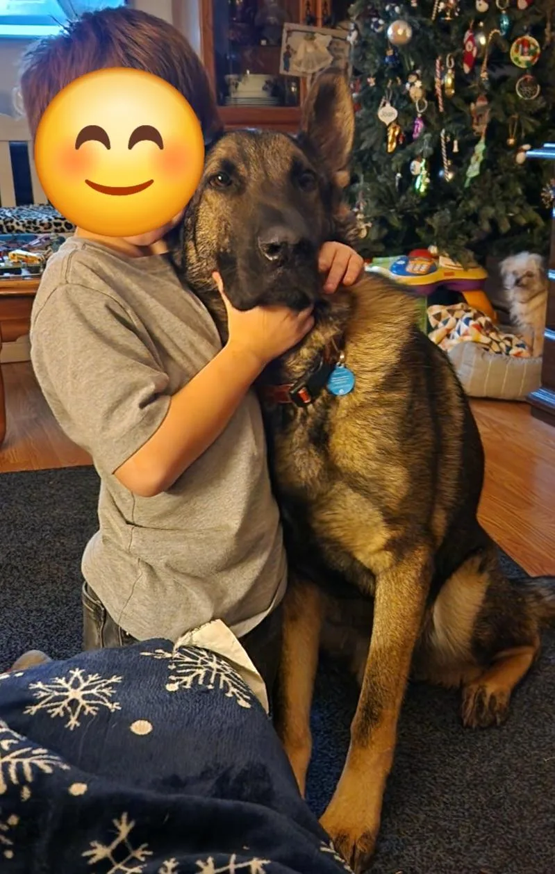 An adult large-sized male Black German Shepherd Dog dog named Osito for adoption in Woodland, CA