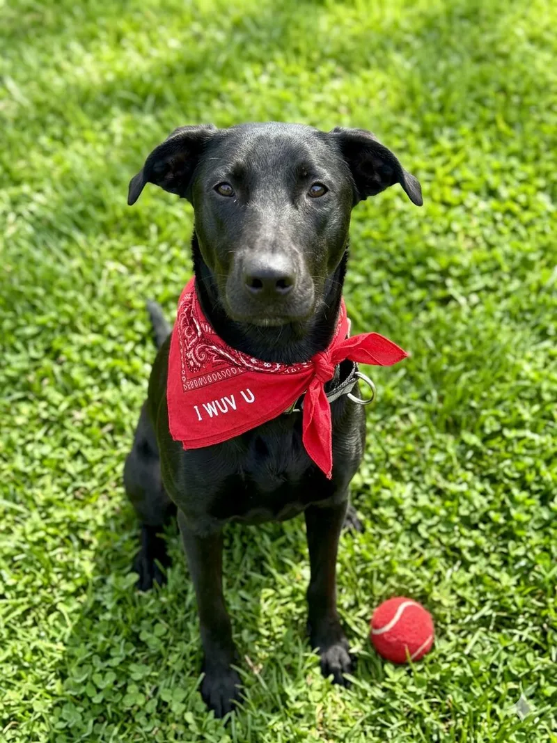 An adult large-sized male Black Black Labrador Retriever dog named Wayne for adoption in Houston, TX