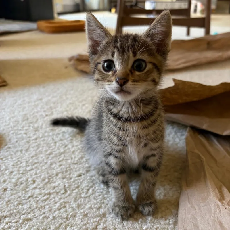 A baby small-sized male Brown / Chocolate Domestic Short Hair cat named Wind for adoption in San Diego, CA