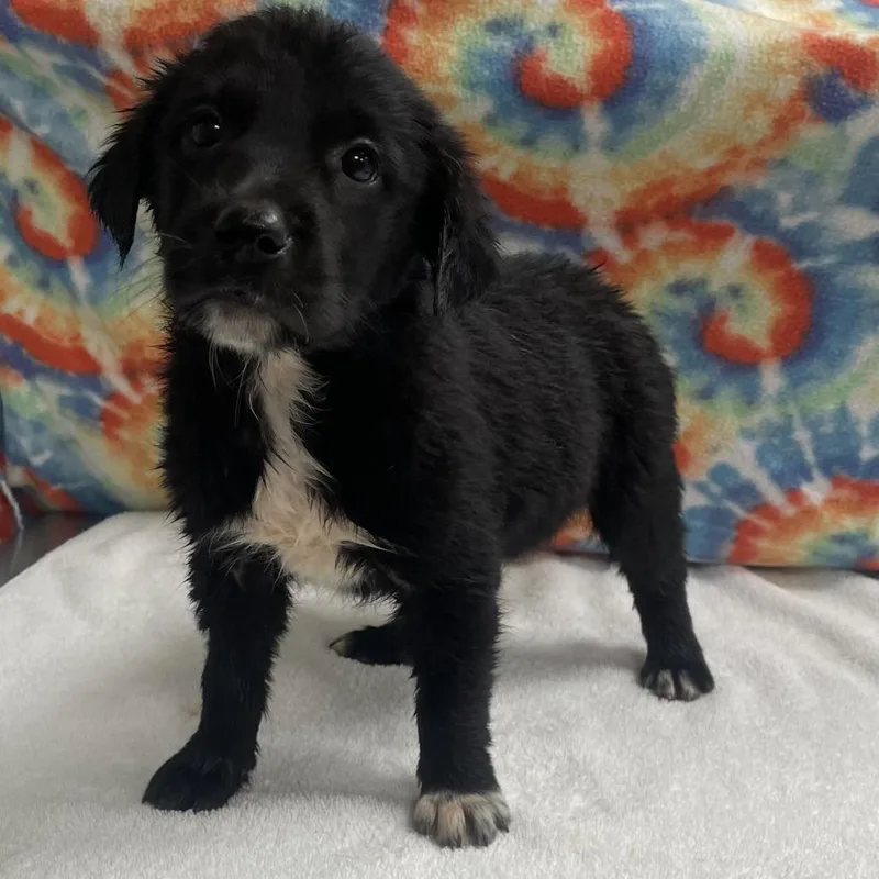 A baby medium-sized female Black Australian Shepherd dog named Pup  Zelda for adoption in Galax, VA