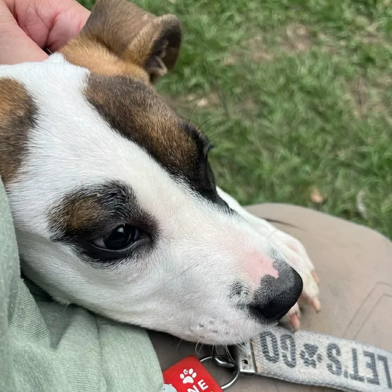 A baby small-sized female Tricolor (Brown, Black, & White) Jack Russell Terrier dog named Spanky for adoption in Glocester, RI