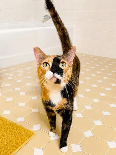 An adult medium-sized female Domestic Short Hair cat named Blaze for adoption in Rochester, NY