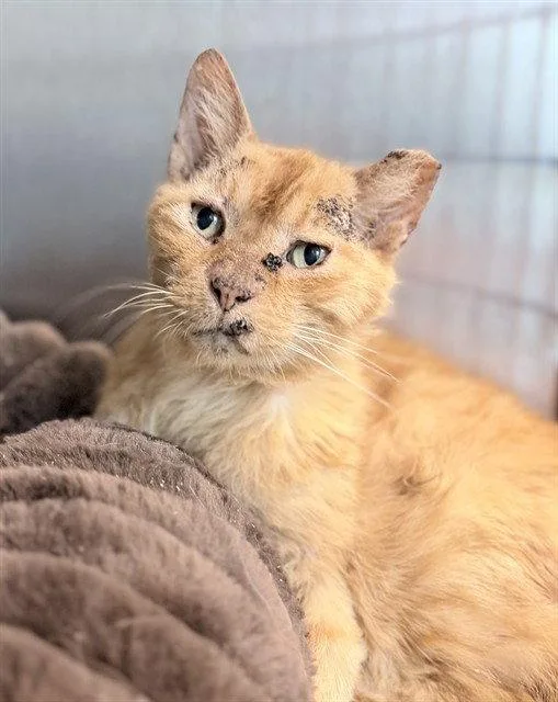 A senior medium-sized male Orange / Red Domestic Short Hair cat named Lazlo for adoption in Tavares, FL