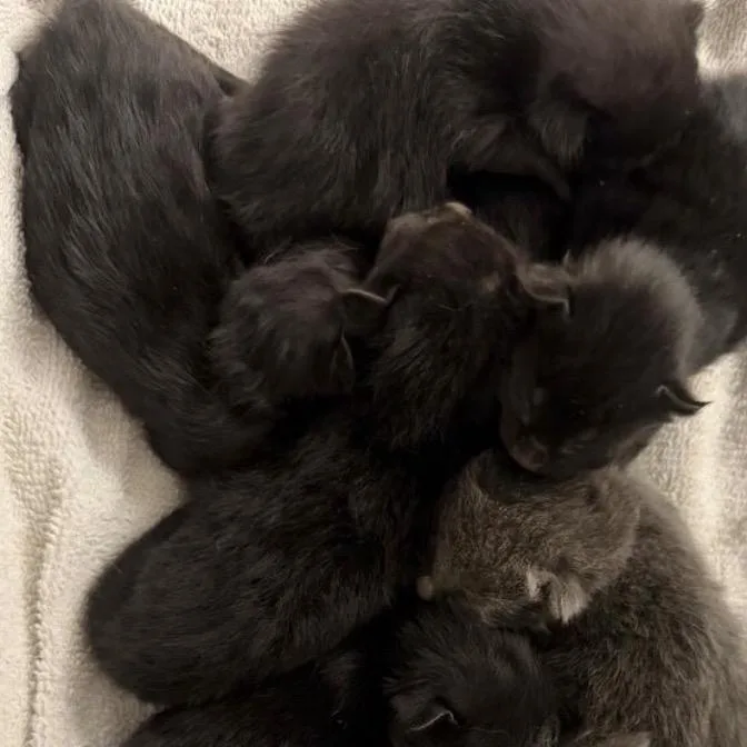 A baby small-sized male Gray / Blue / Silver Domestic Short Hair cat named Simon for adoption in Los Angeles, CA
