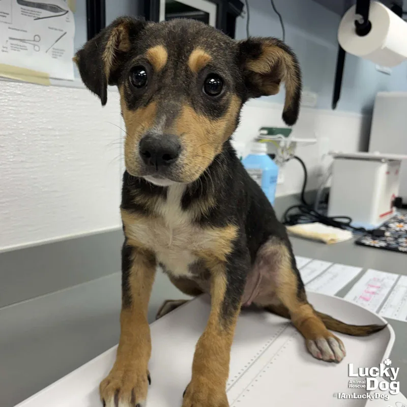 A baby medium-sized female Australian Cattle Dog / Blue Heeler dog named Sage for adoption in Washington, DC