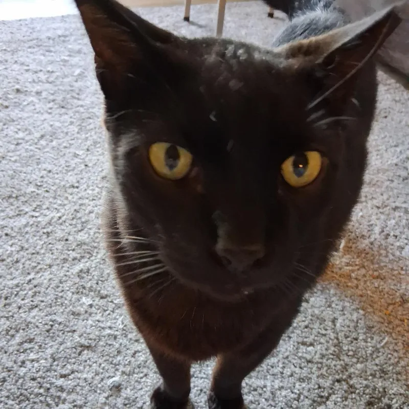 An adult small-sized female Black Domestic Short Hair cat named Chubbs for adoption in Melbourne, KY