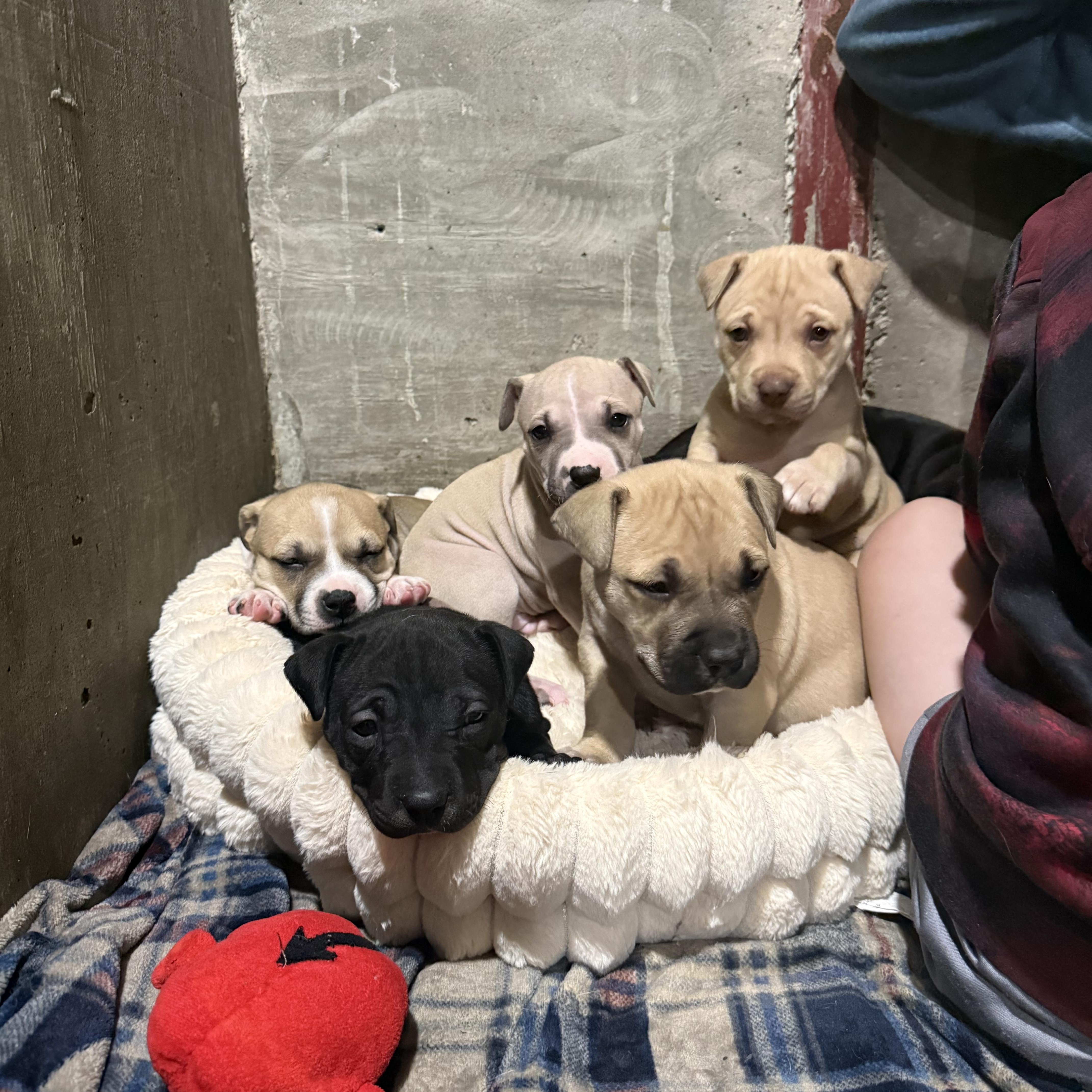 Harry Styles thumbnail 2