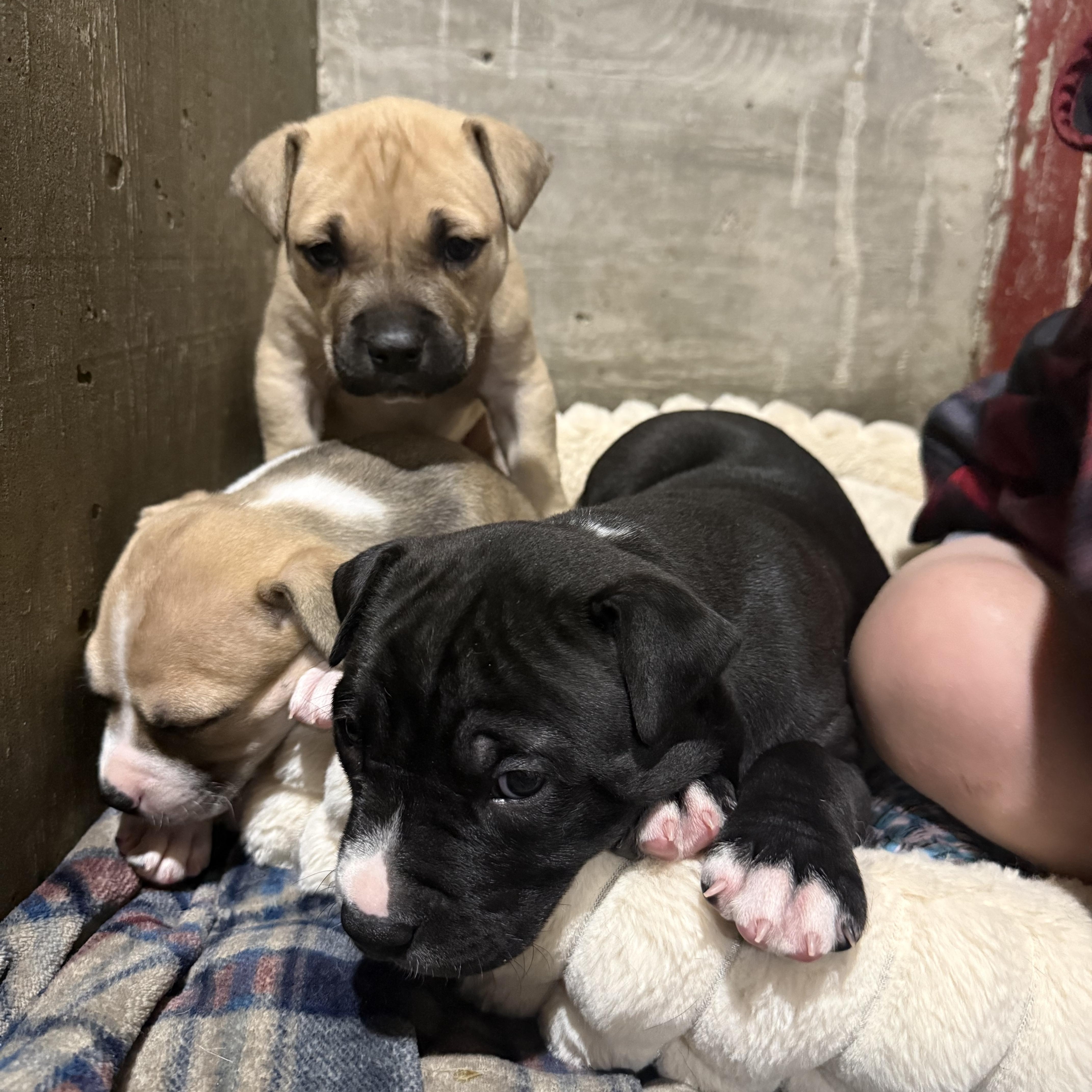 Harry Styles thumbnail 3