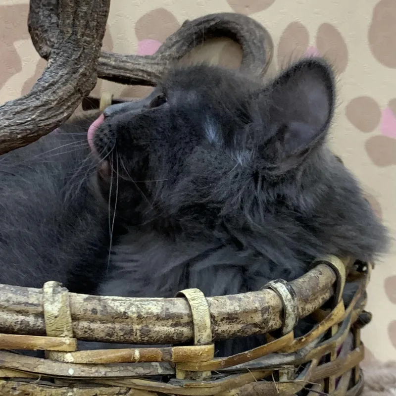 A baby medium-sized male Domestic Long Hair cat named Jesse for adoption in Shelby Township, MI