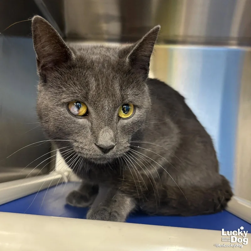 An adult medium-sized male Gray / Blue / Silver Domestic Short Hair cat named Daye for adoption in Washington, DC