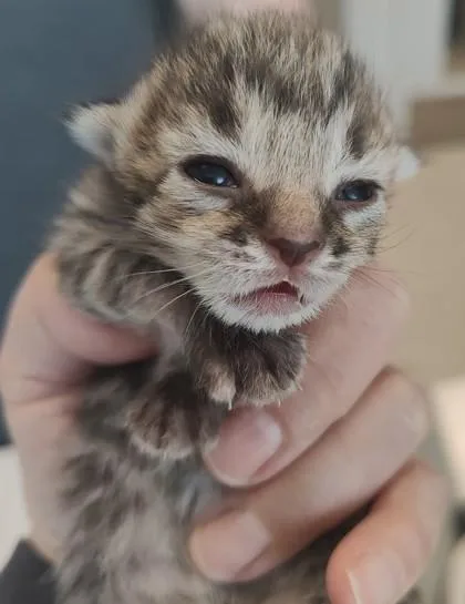 A baby small-sized female Domestic Short Hair cat named Charlotte for adoption in Lafayette, IN