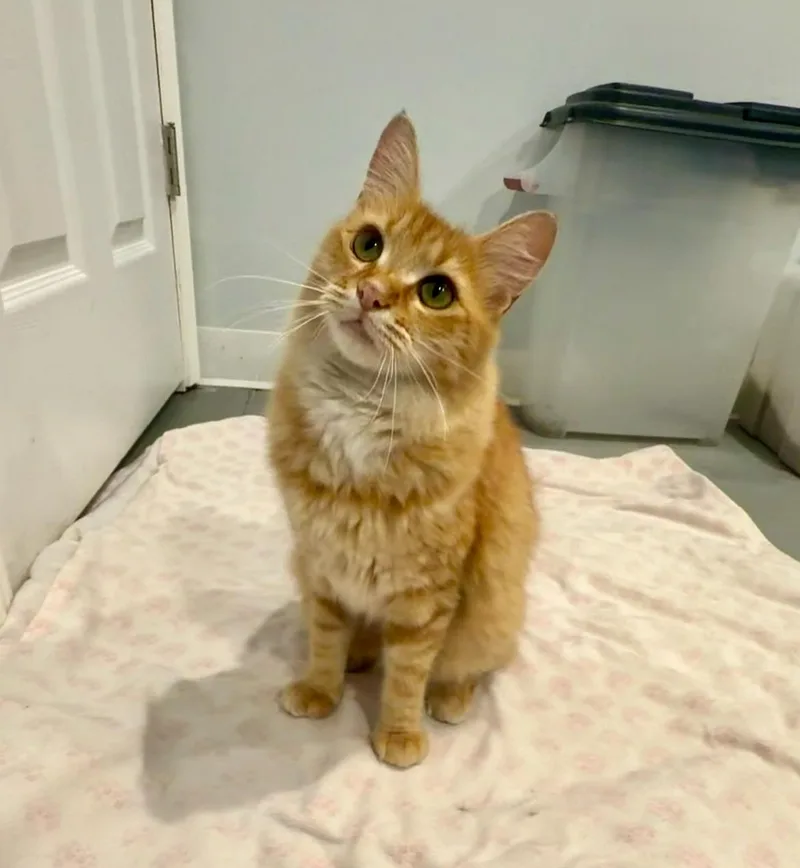 A young medium-sized female Orange / Red Domestic Long Hair cat named Bambi for adoption in Saint Clair, MI