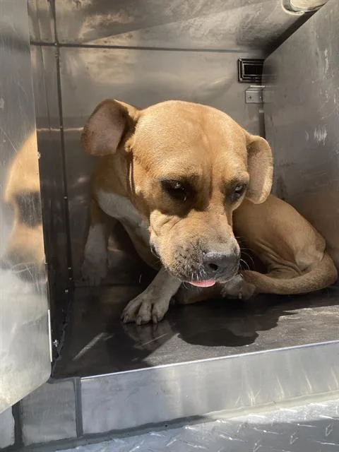 A young large-sized female Mixed Breed dog named Chilli for adoption in Dallas, TX