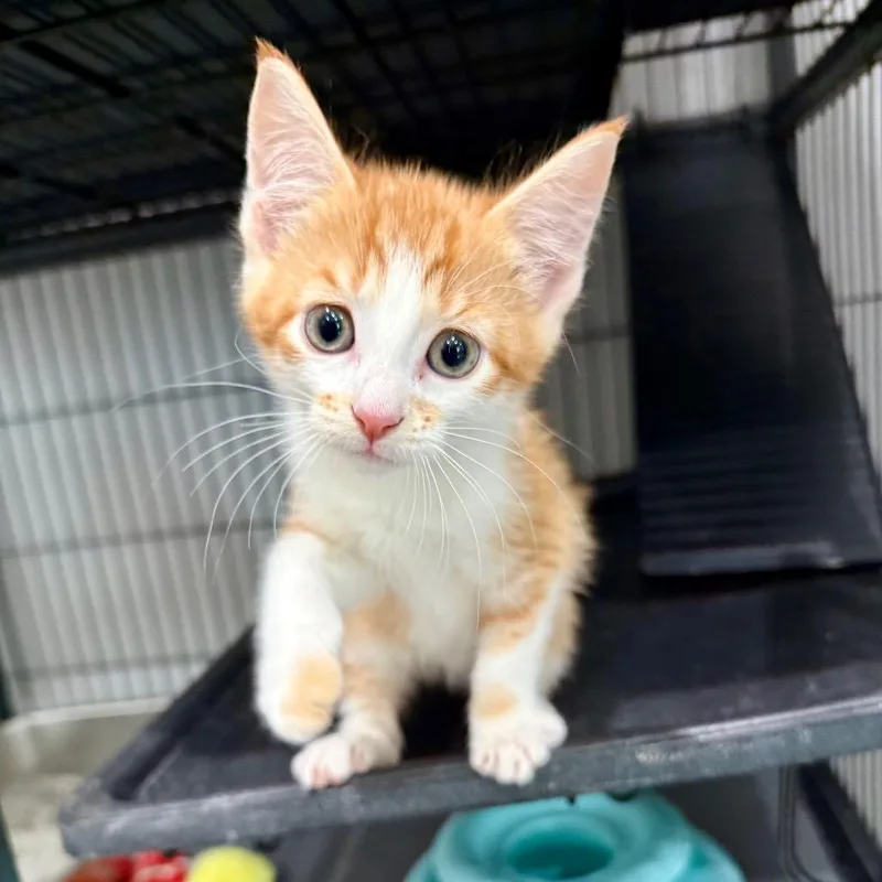 A baby small-sized male Domestic Short Hair cat named Mochi for adoption in Bradenton, FL