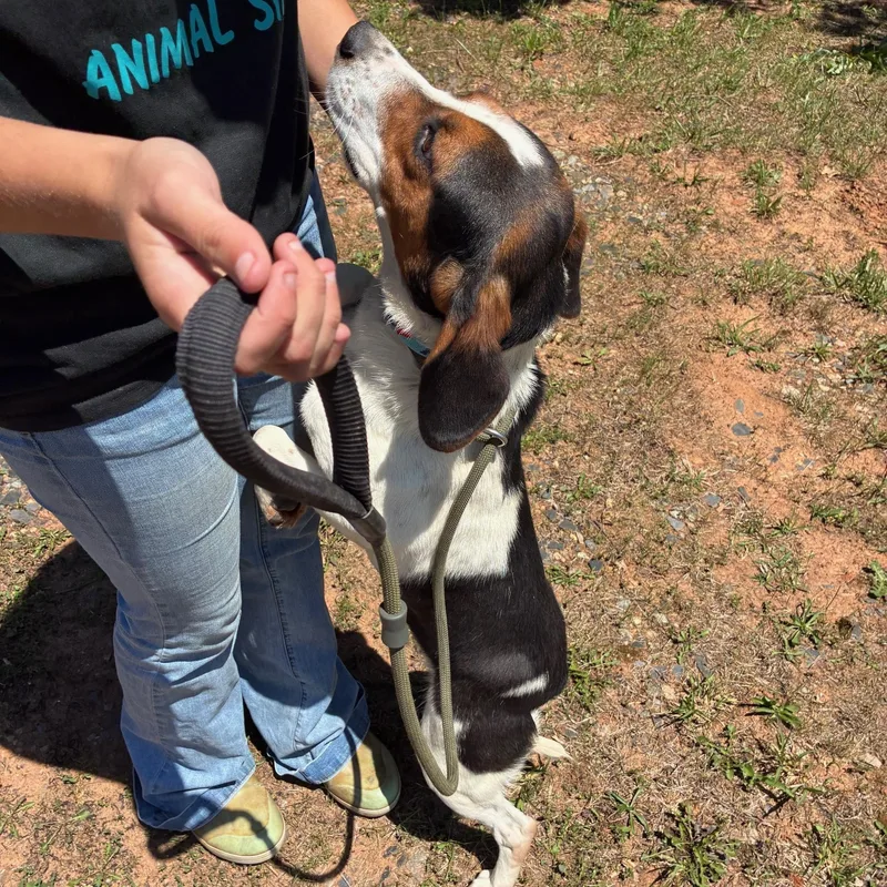 A young medium-sized male Tricolor (Brown, Black, & White) Coonhound dog named Chief for adoption in Cumberland , VA