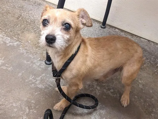 A senior small-sized male Chihuahua dog named Oso for adoption in Phoenix, AZ