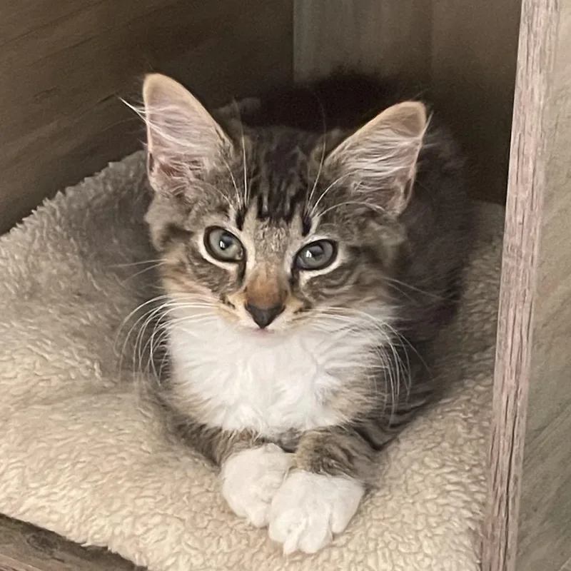 A baby small-sized male Brown / Chocolate Domestic Short Hair cat named Asher for adoption in Falls Church, VA