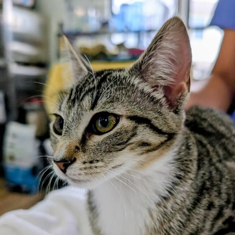 A baby small-sized female Gray / Blue / Silver Domestic Short Hair cat named Skittles for adoption in Chapel Hill, NC