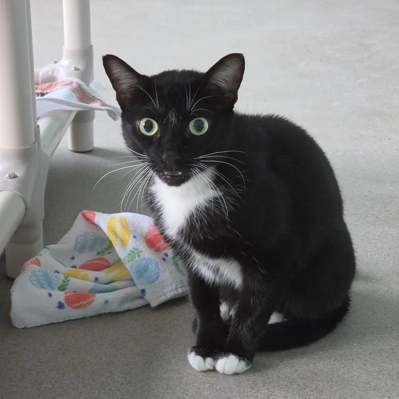 A young medium-sized male Black Domestic Short Hair cat named Gatsby for adoption in Hamburg, NY