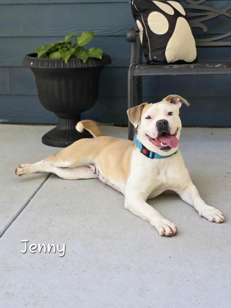 An adult medium-sized female White / Cream Pit Bull Terrier dog named Jenny for adoption in Bishop, GA