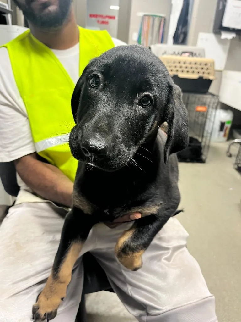 A baby medium-sized male Terrier dog named Charles for adoption in Hopkinsville, KY