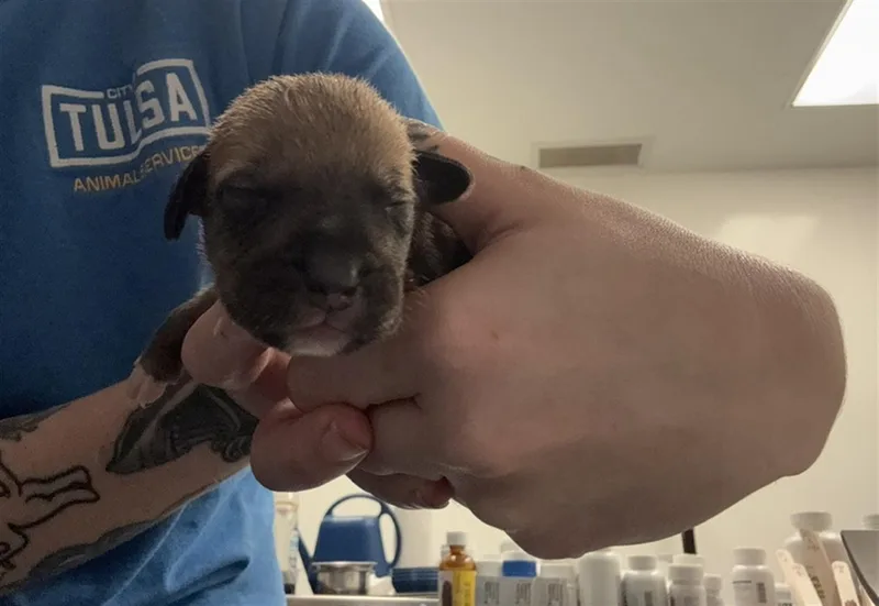 A baby small-sized male Pit Bull Terrier dog named Swamp for adoption in Tulsa, OK
