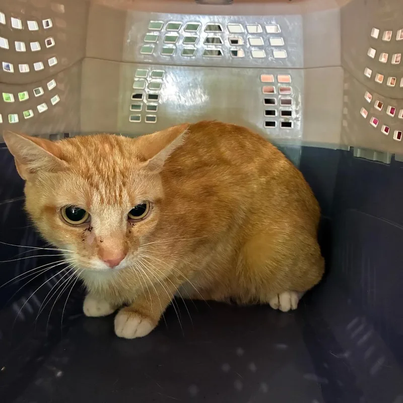 An adult medium-sized female Orange / Red Domestic Short Hair cat named Croissant for adoption in Huntington, WV
