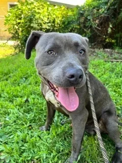 An adult medium-sized male Gray / Blue / Silver American Bully dog named Baloo for adoption in Dawsonville, GA