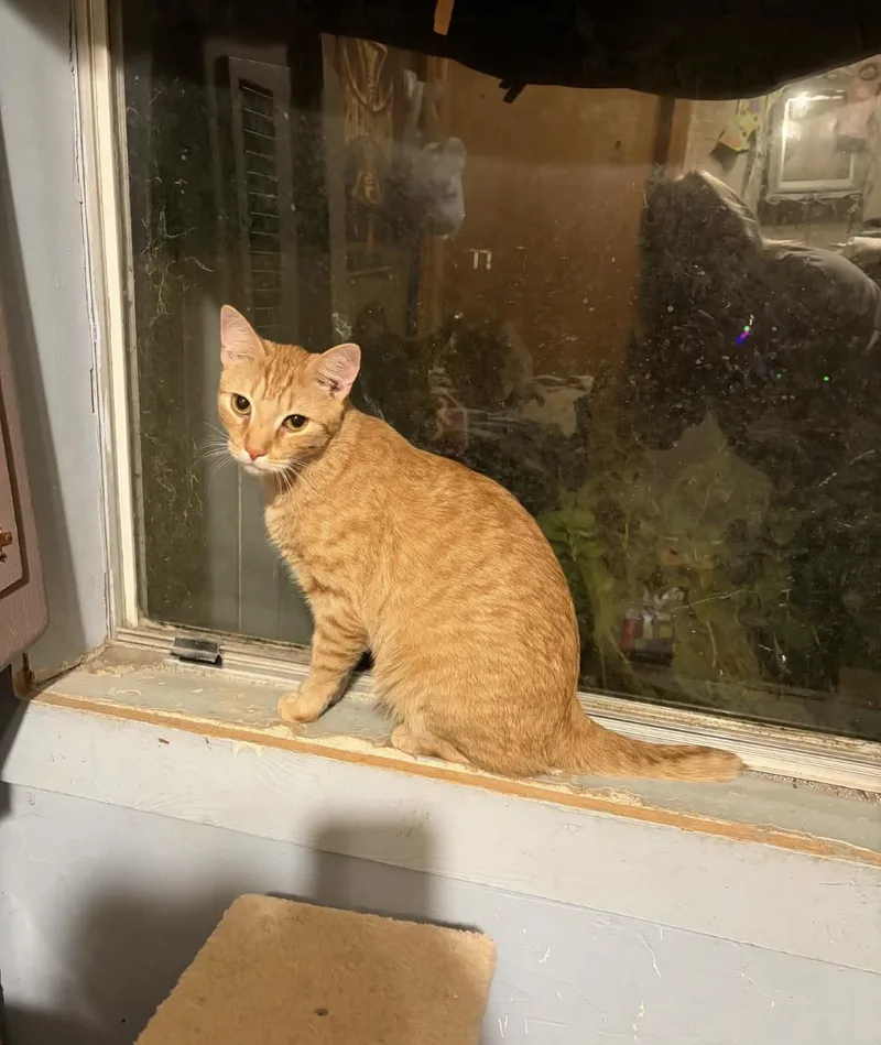 An adult large-sized male Domestic Short Hair cat named Ralph for adoption in Chickasaw, AL