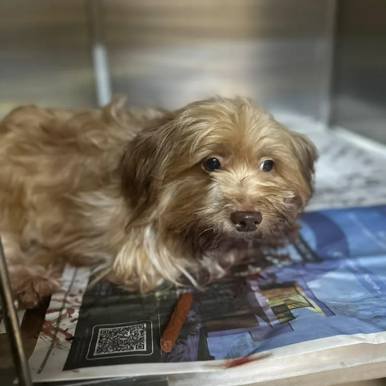 An adult small-sized male Yellow / Tan / Blond / Fawn Mixed Breed dog named Biscuit for adoption in Gadsden, AL