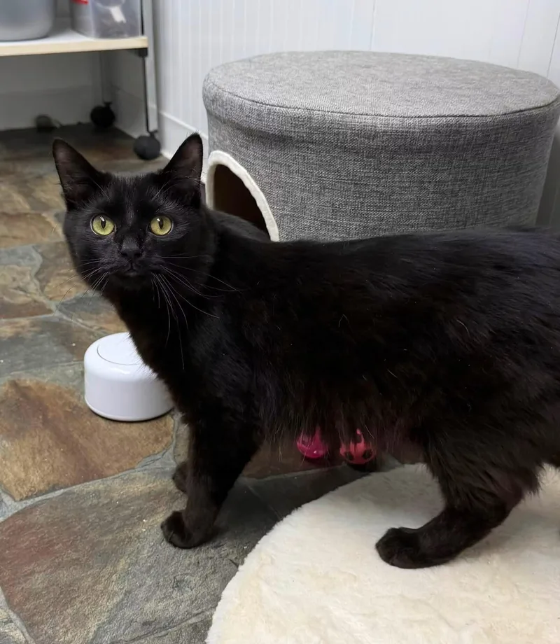 An adult medium-sized male Black Domestic Medium Hair cat named Wesley for adoption in McDonald, PA