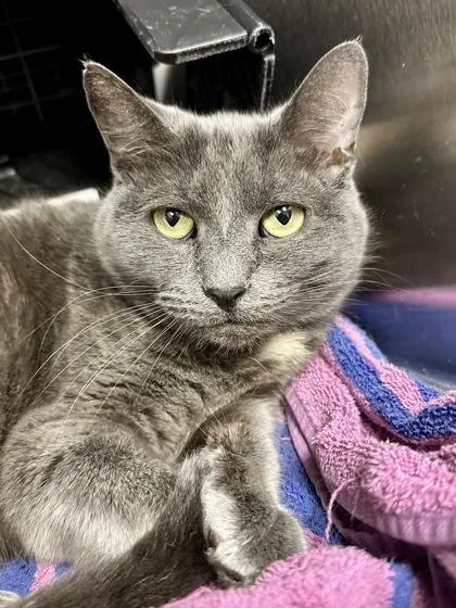 A senior medium-sized female Gray / Blue / Silver Domestic Short Hair cat named Sophie for adoption in Wichita, KS