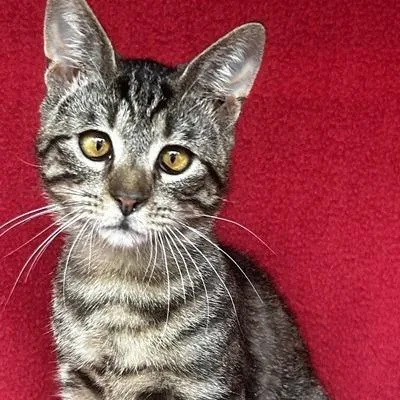 A young medium-sized male Brown / Chocolate Domestic Short Hair cat named Dexter for adoption in Concord, NH