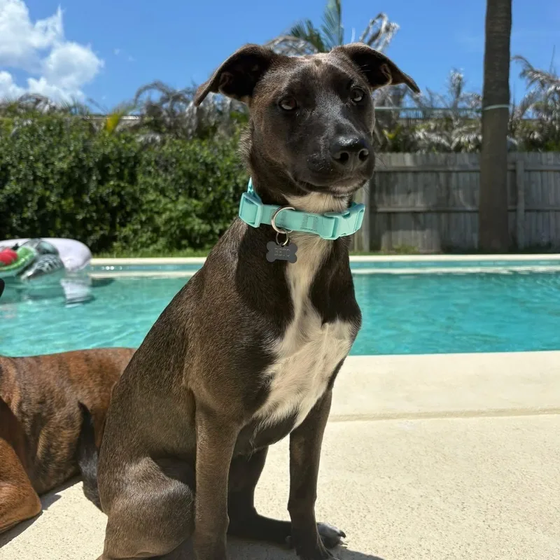 A young medium-sized male Mixed Breed dog named Beto for adoption in Palm Bay, FL