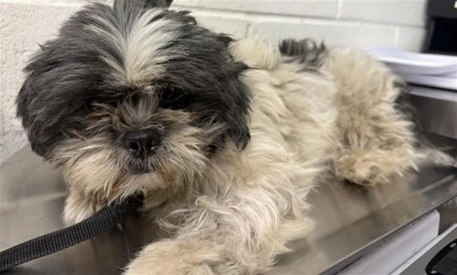 A young small-sized male Shih Tzu dog named Cole for adoption in San Bernardino, CA