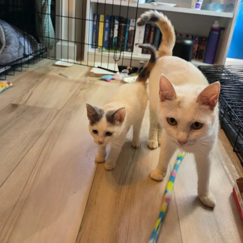 A baby small-sized female White Domestic Short Hair cat named Floffy for adoption in Fredericksburg, VA
