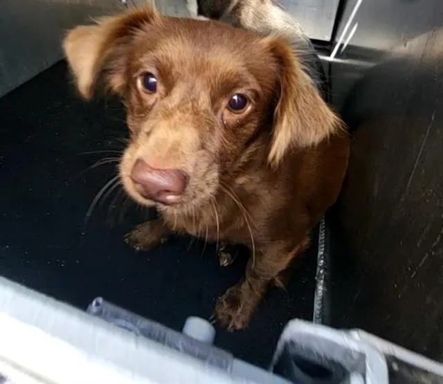 A young small-sized female Dachshund dog named Latte for adoption in San Antonio, TX