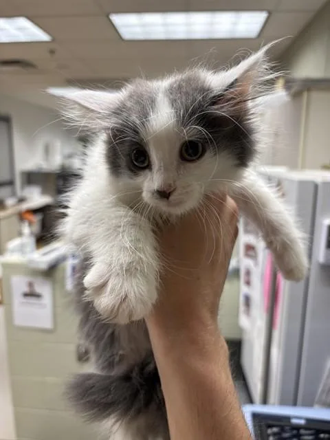 A baby small-sized female Domestic Medium Hair cat named Muffin for adoption in Minneapolis, MN