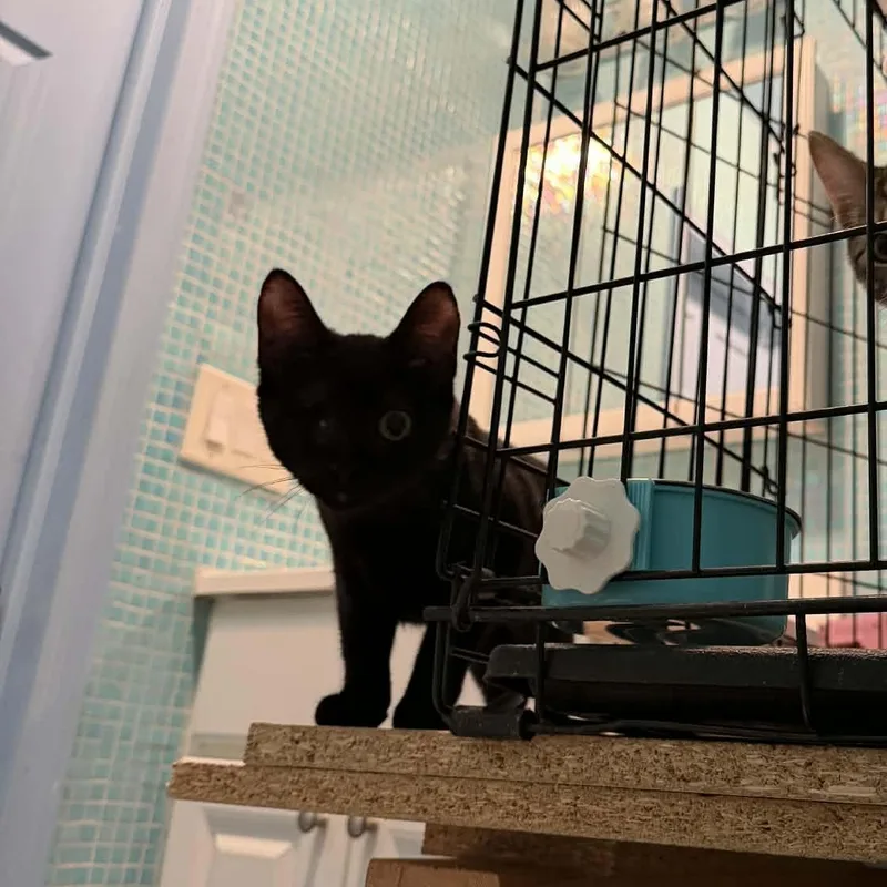 A baby medium-sized female Black Domestic Short Hair cat named Elle for adoption in Raritan, NJ