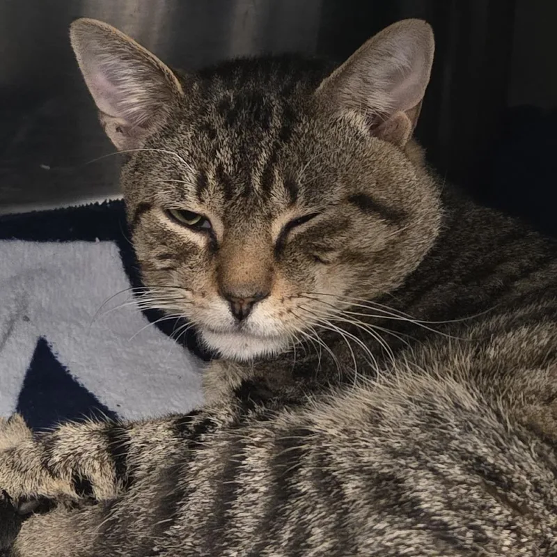 An adult medium-sized male Domestic Short Hair cat named ZigZag for adoption in Voorhees, NJ