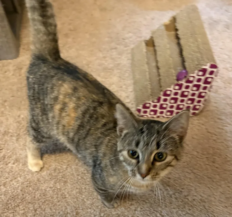 A young small-sized female Tabby (Brown / Chocolate) Domestic Short Hair cat named Trudie for adoption in Faribault, MN