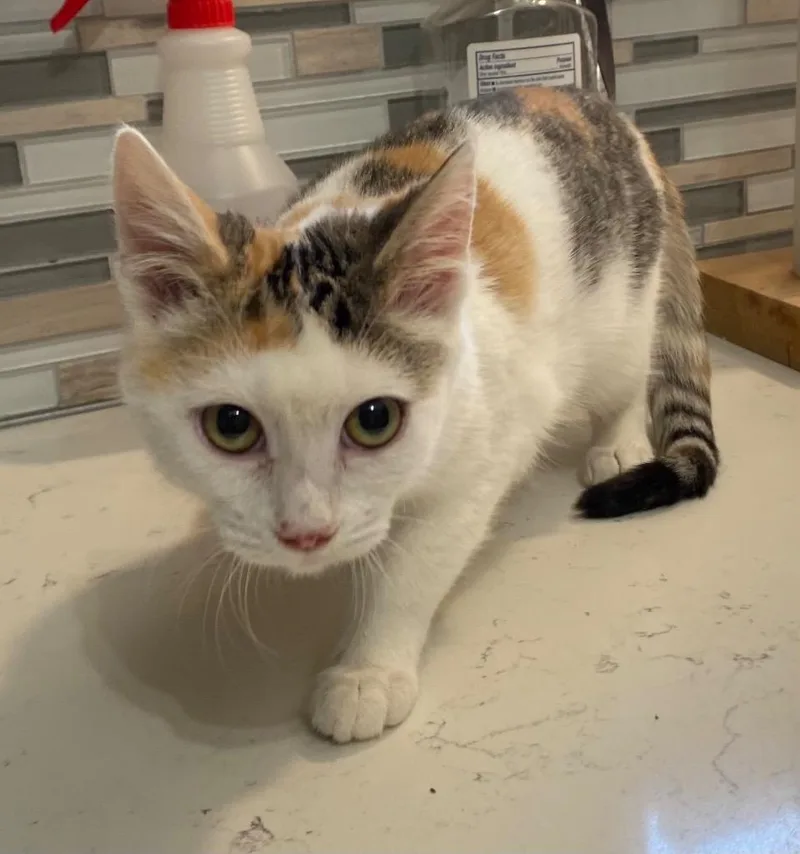 A baby medium-sized female Domestic Short Hair cat named Sidnie for adoption in Cumming, GA