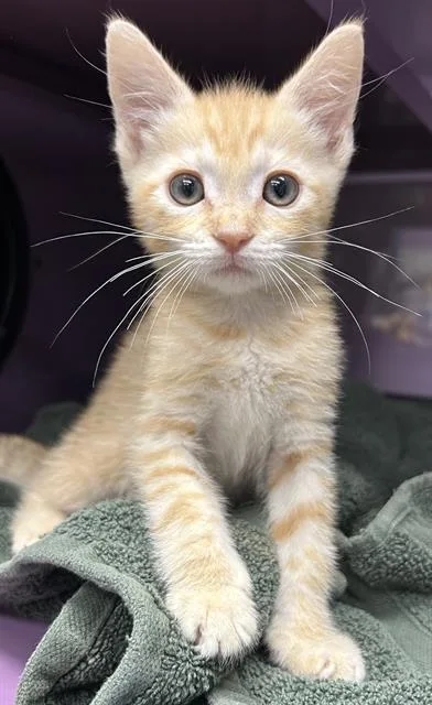 A baby small-sized female Domestic Short Hair cat named Over Easy for adoption in Santa Cruz, CA