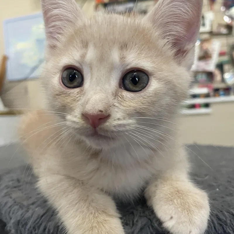 A baby medium-sized male Buff / Tan / Fawn Domestic Short Hair cat named Walter Sobchak for adoption in Bryan, TX