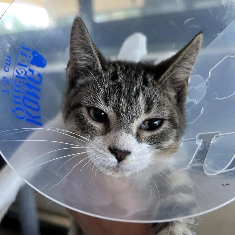 A baby small-sized female Brown / Chocolate Domestic Short Hair cat named Canary for adoption in Leander, TX